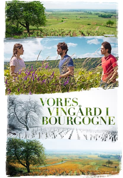Vores vingård i Bourgogne
